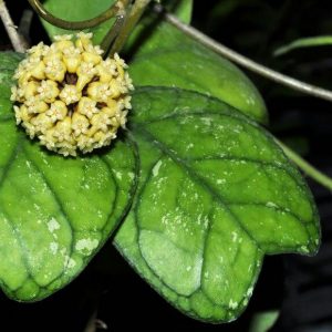 Hoya deykei flowering