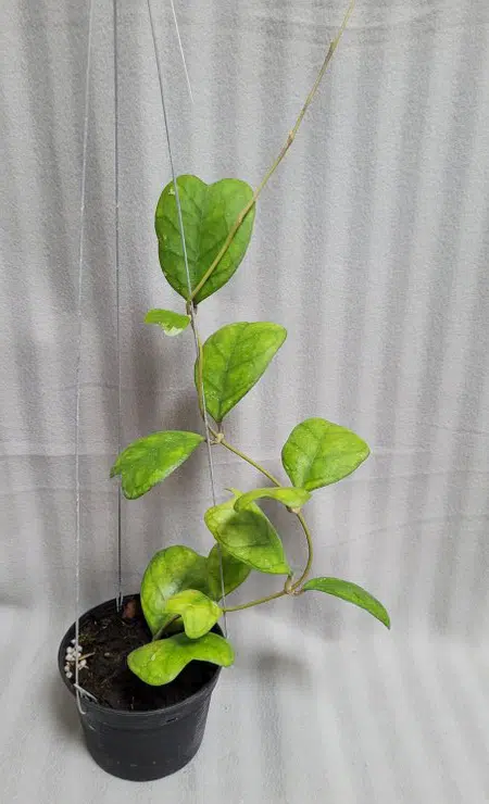 Hoya deykei large plant for sale