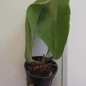 Hoya dimorpha for sale