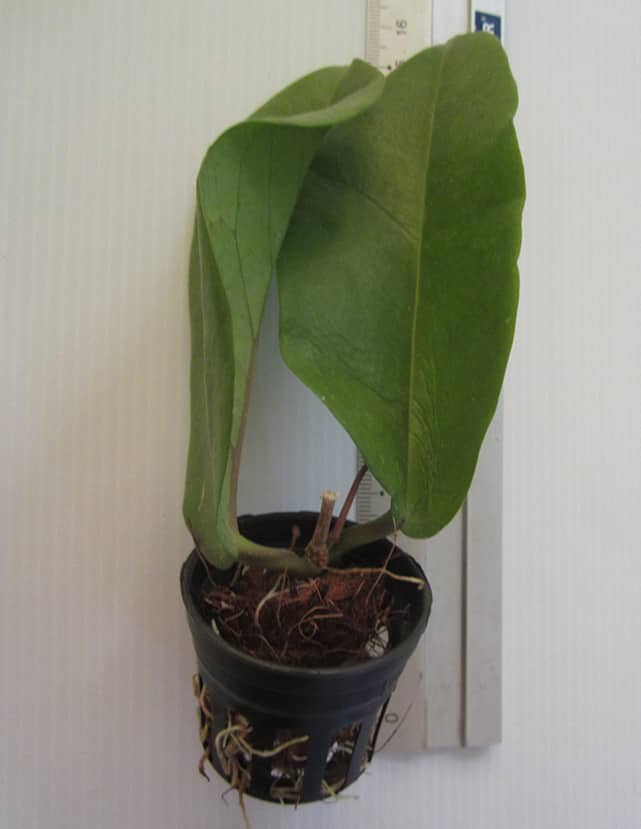 Hoya dimorpha for sale