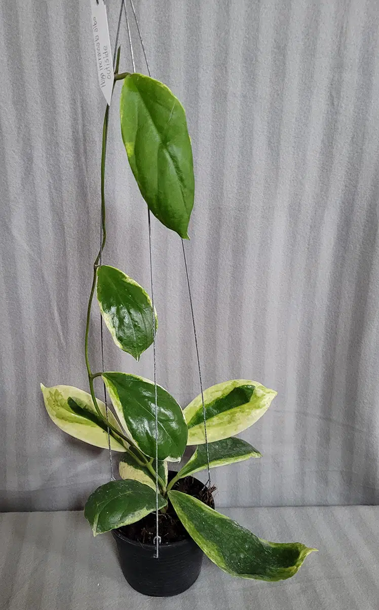 Hoya incrassata albomarginata large plant