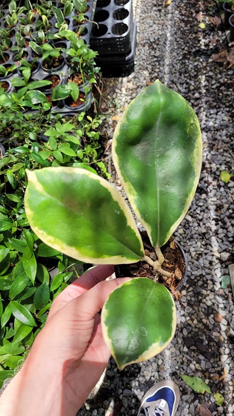 Hoya incrassata albomarginata rooted cutting