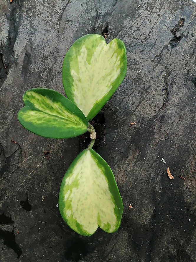 Hoya kerrii variegata splash