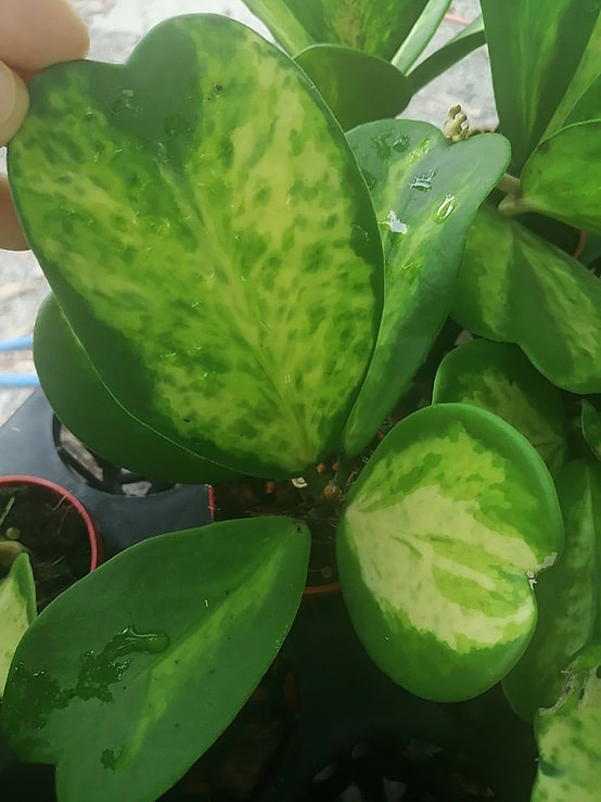 Hoya kerrii variegata splash