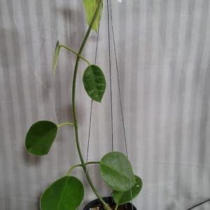 Hoya lauterbachii large plant for sale