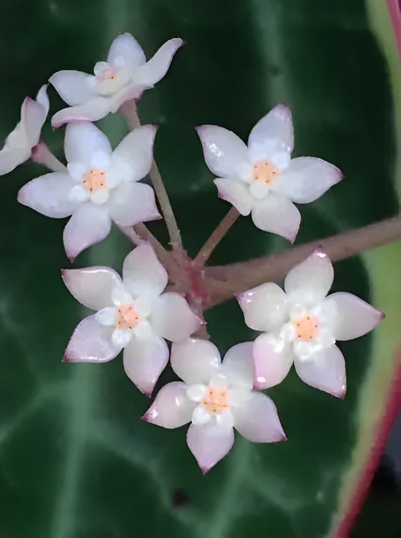 Buy Hoya macrophylla albomarginata cuttings online