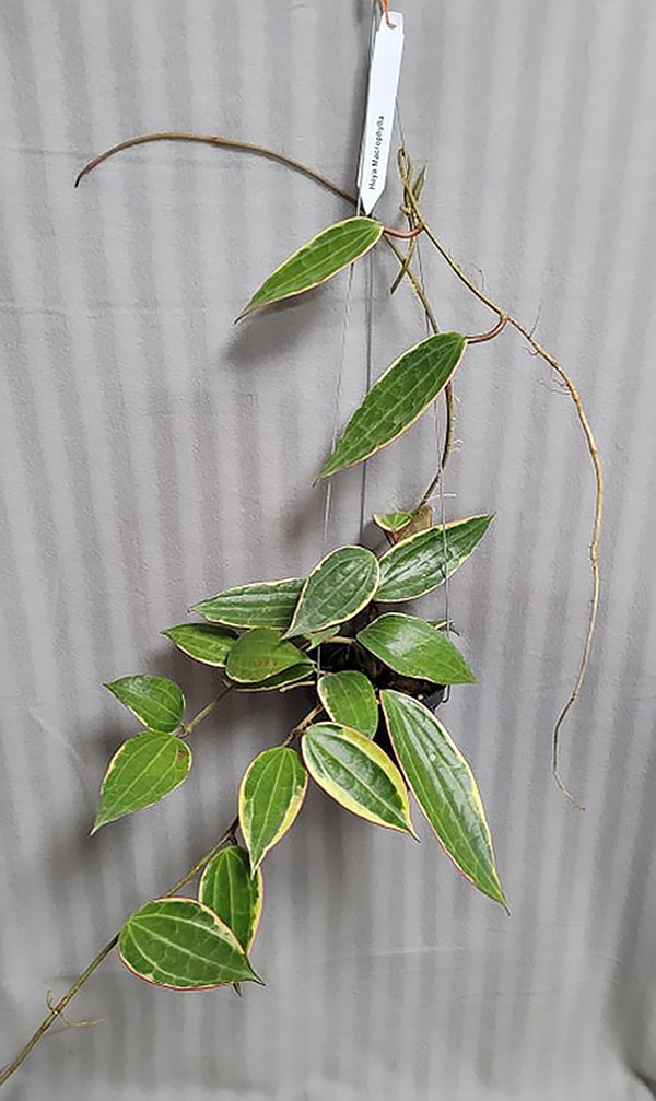 Hoya macrophylla albomarginata large plant for sale