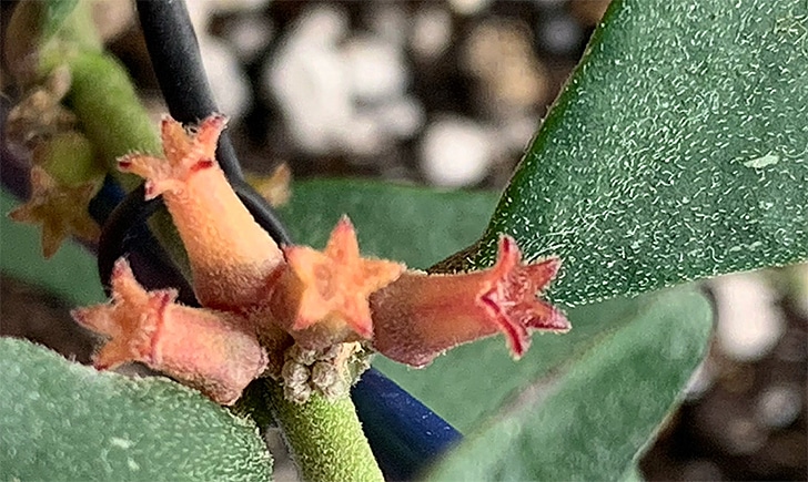 Hoya manipurensis bloom