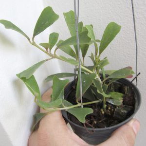 Hoya manipurensis large plant for sale