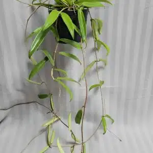 Hoya Minibelle large plant for sale