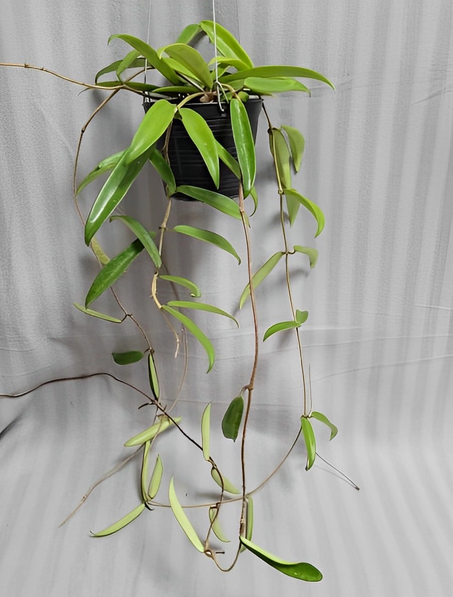 Hoya Minibelle large plant for sale