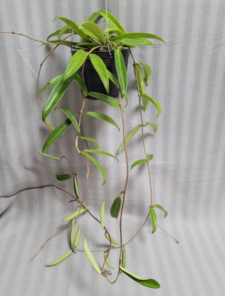 Hoya Minibelle large plant
