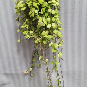 Hoya picta large plant for sale