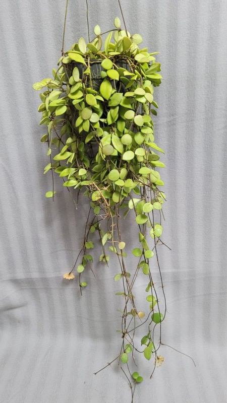 Hoya picta large plant for sale