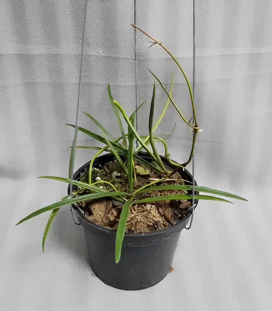 Hoya sp. aff. acicularis for sale