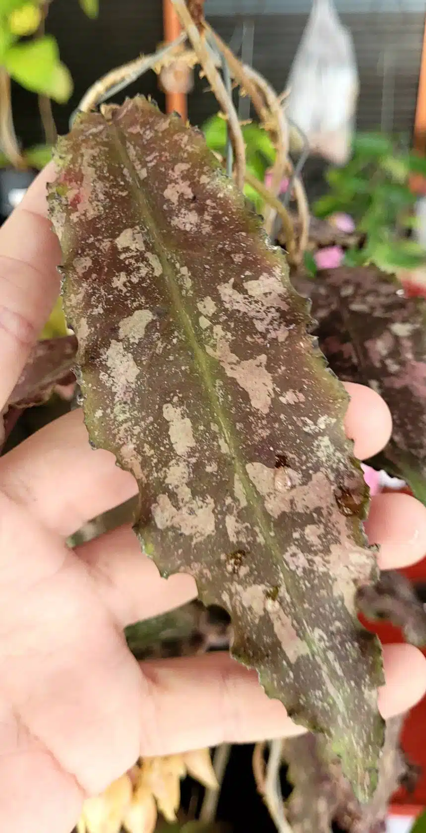 Hoya undulata leaf
