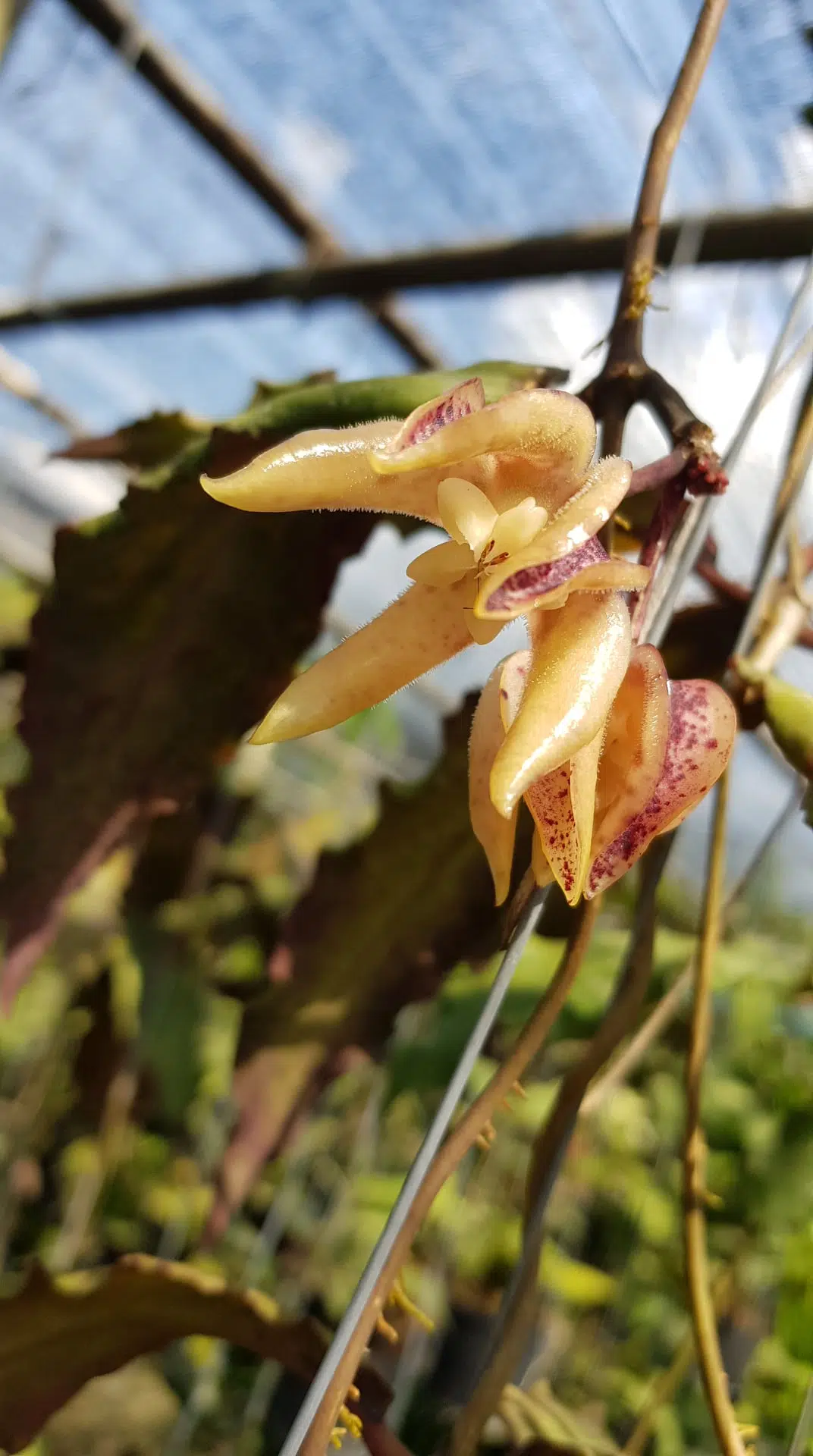 Hoya undulata rooted cutting for sale