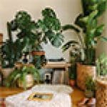 Indoor Plants Advisors