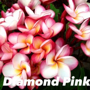 Plumeria Pink Diamond grafted