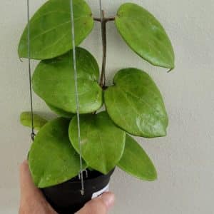 Hoya balaensis 'Big leaves'