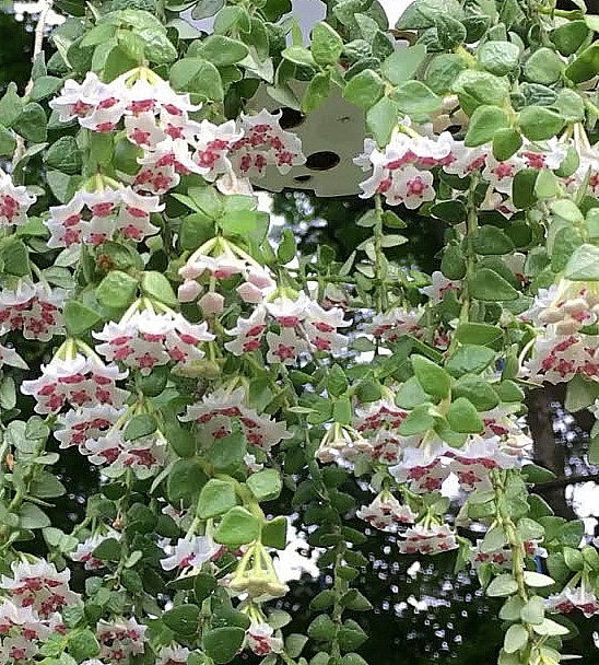 Hoya chinghungensis flowers