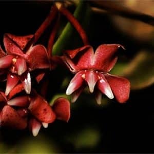 Hoya darwinii red flowers