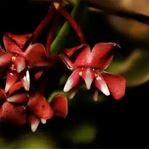 Buy Hoya darwinii red flowers online