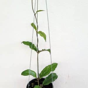 Hoya erythrina for sale