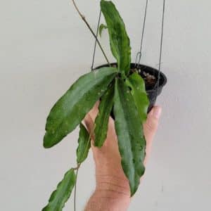 Hoya erythrina long leaves