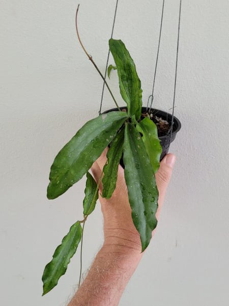 Hoya erythrina long leaves