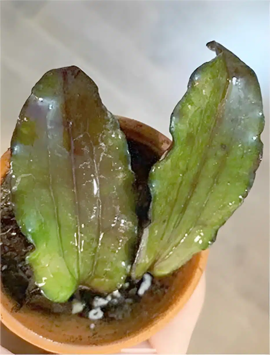 Hoya erythrina 'Long leaves' cutting for sale