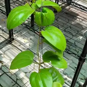 Hoya sarawak large plant for sale