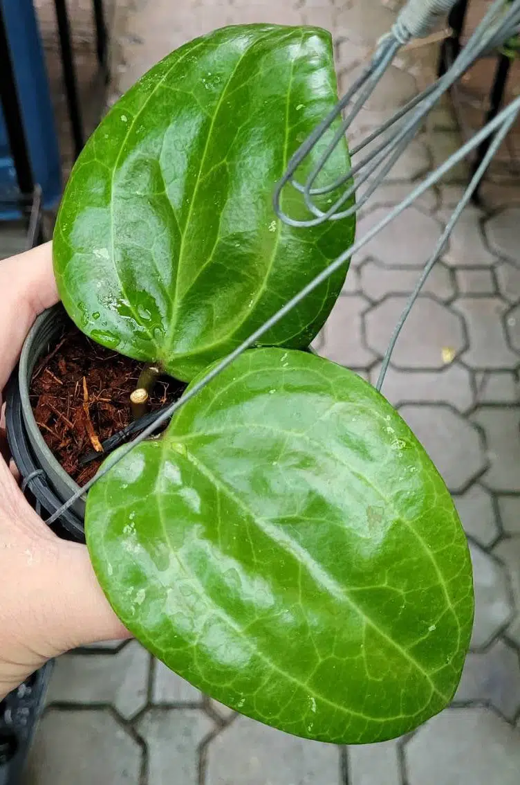 Hoya sarawak rooted cuttings for sale
