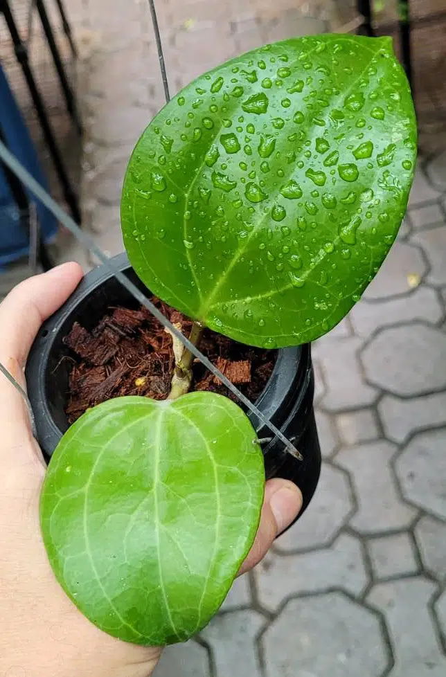 Hoya sarawak rooted cuttings for sale