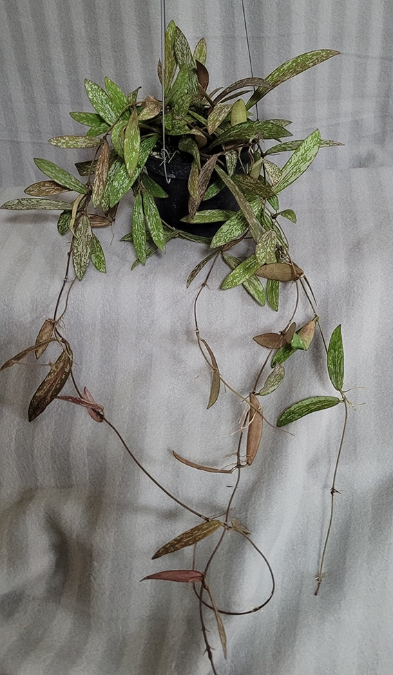 Hoya sigillatis large plant for sale