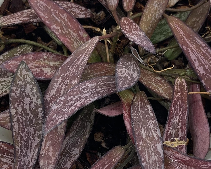 Hoya sigillatis foliage