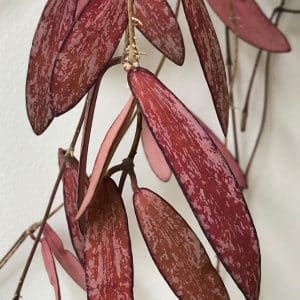 Hoya sigillatis red leaves