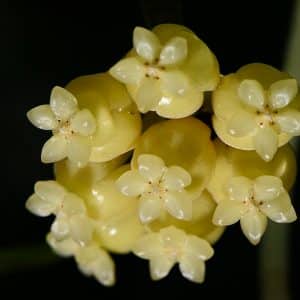 Hoya sp Sabah GPS 7950 flowering