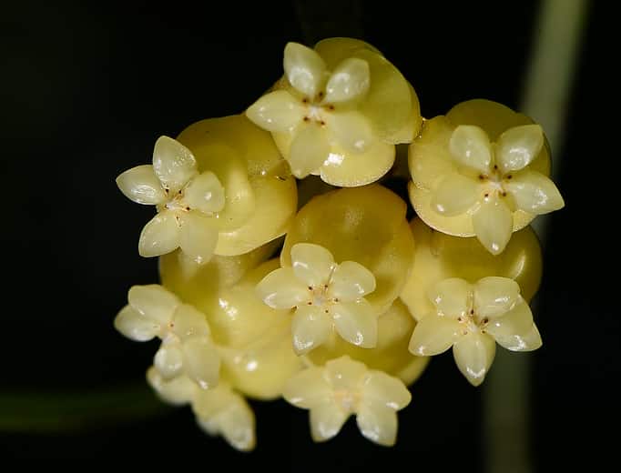 Hoya sp Sabah GPS 7950 flowering