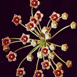 Hoya andalensis flowers