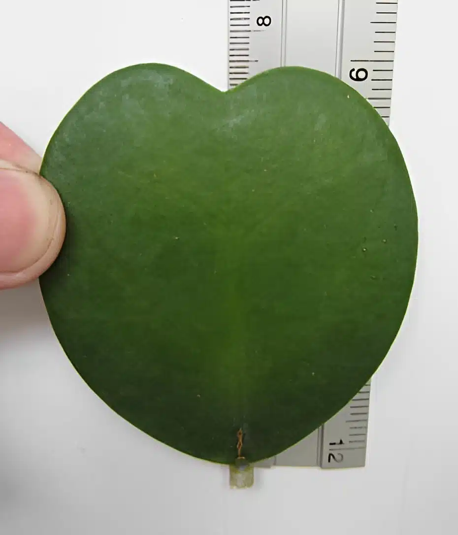 Hoya kerrii 'Big Leaf' heart for sale