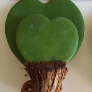 Hoya kerrii 'Big Leaf' double heart