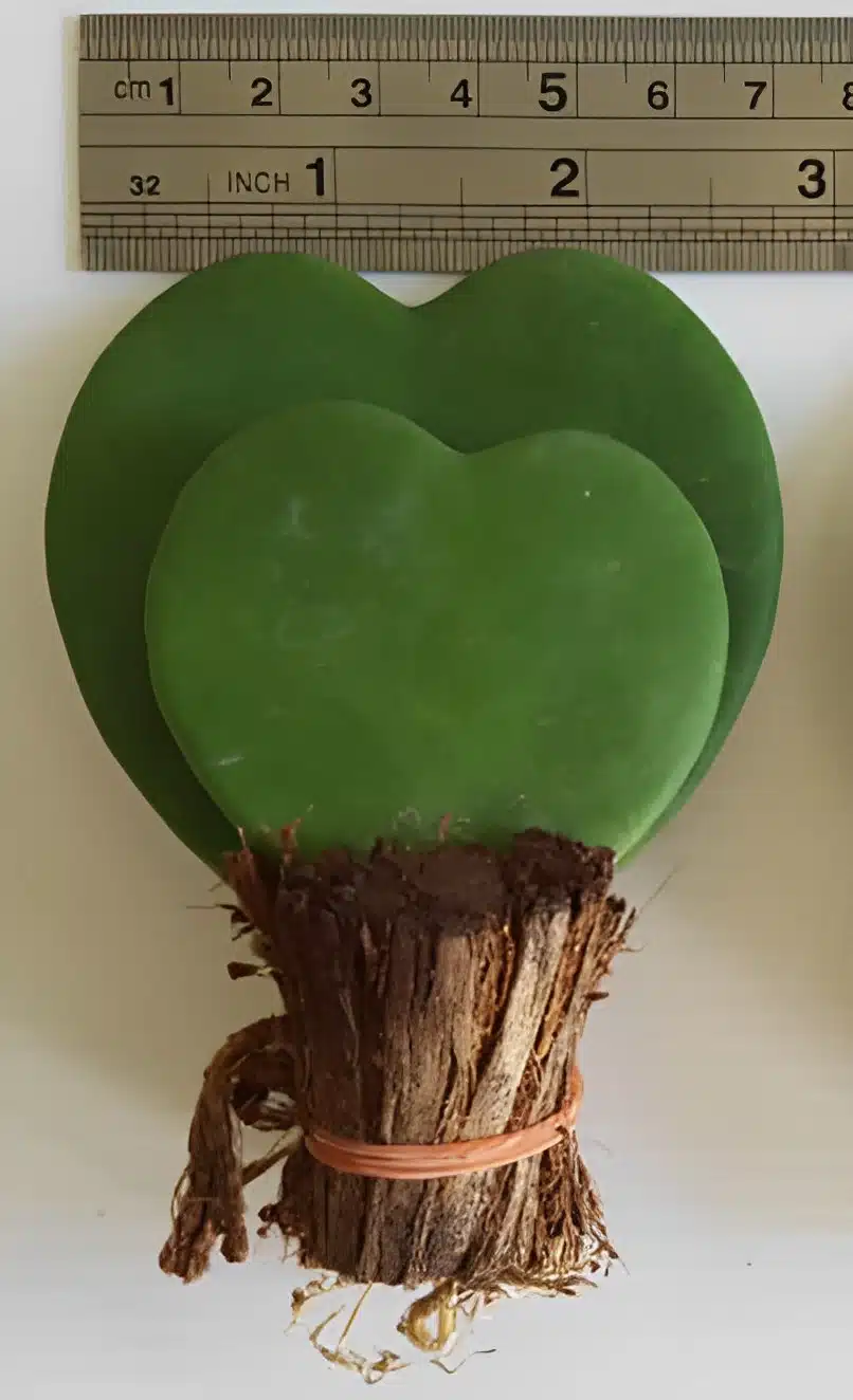 Hoya kerrii 'Big Leaf' double heart for sale