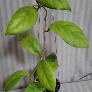 Hoya vitellinoides large plant for sale