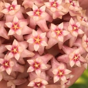 Hoya acuta pink flowering