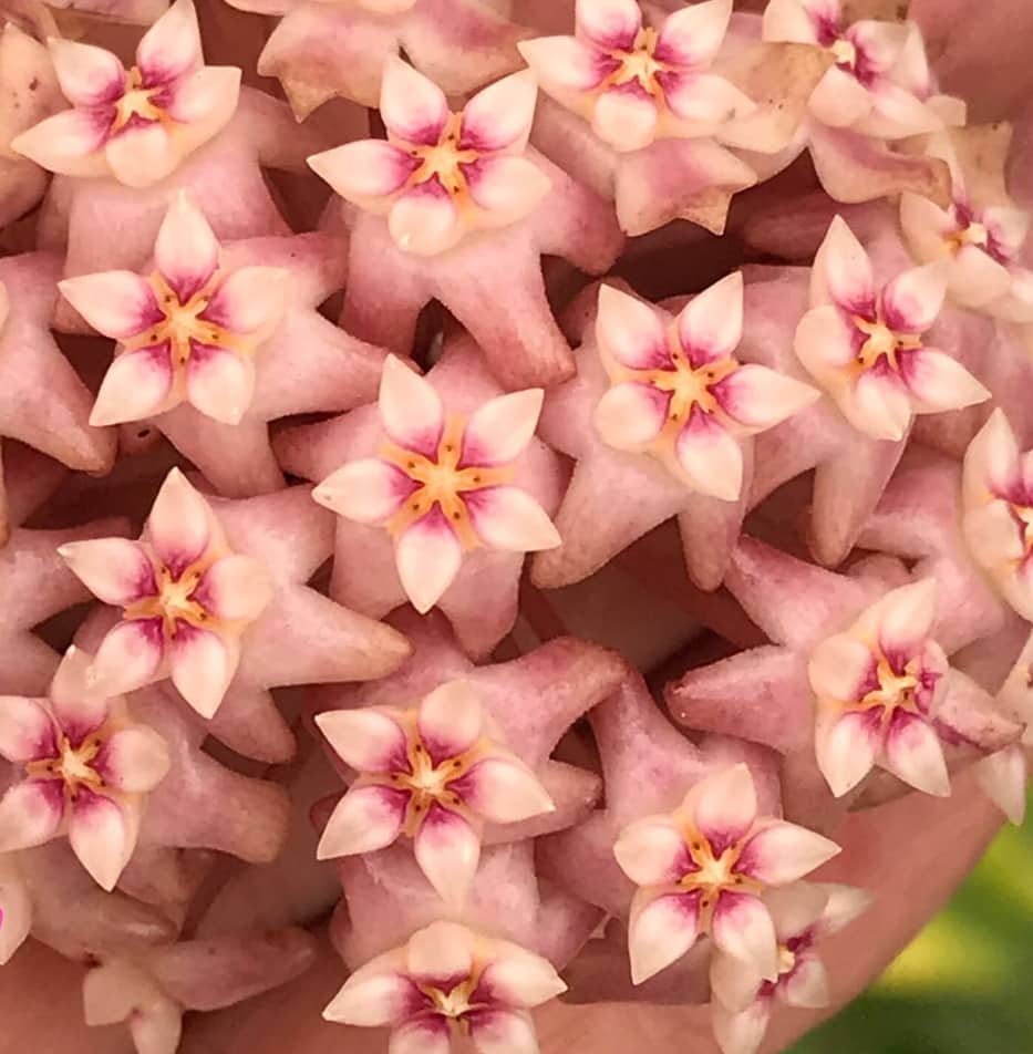 Hoya acuta pink flowering