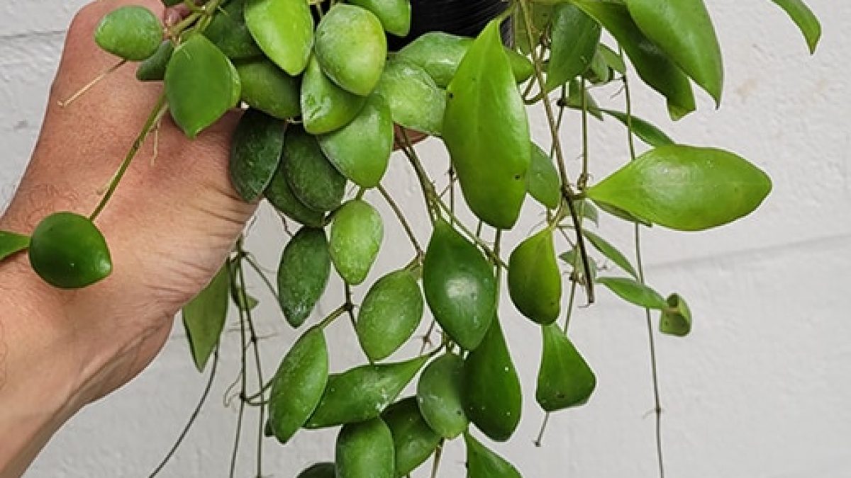 Dischidia Geri 2 Cuttings Houseplant/Hoya Companion 