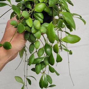 Hoya andalensis for sale