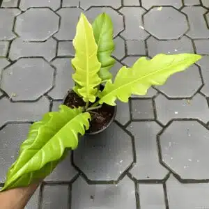 Buy Philodendron 'Tiger Tooth' ('Ring of Fire') Golden Neon online