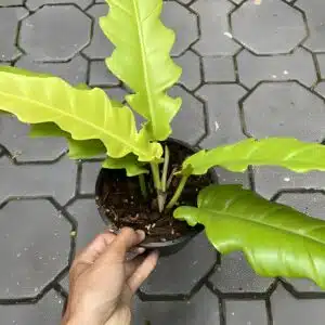 Philodendron 'Tiger Tooth' ('Ring of Fire') Golden Neon for sale